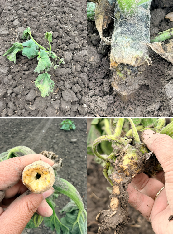 Pumpkin plants showing wilting, stem breakage at the soil line, brittle stem, and stunted root systems from root inhibitor herbicide injury.